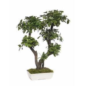Bonsaï Pittosporum vert de grande taille