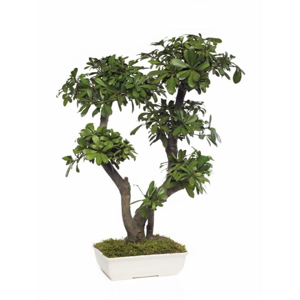 Bonsaï Pittosporum Tobira Stabilisé