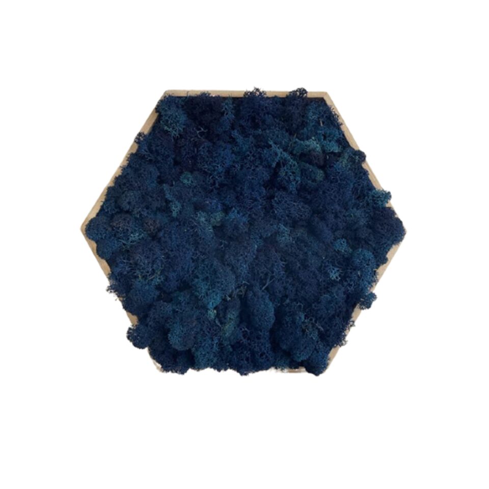 21×21 Hexagone Stabilisé en Lichen