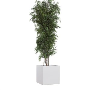 Eucalyptus Nicoly vert
