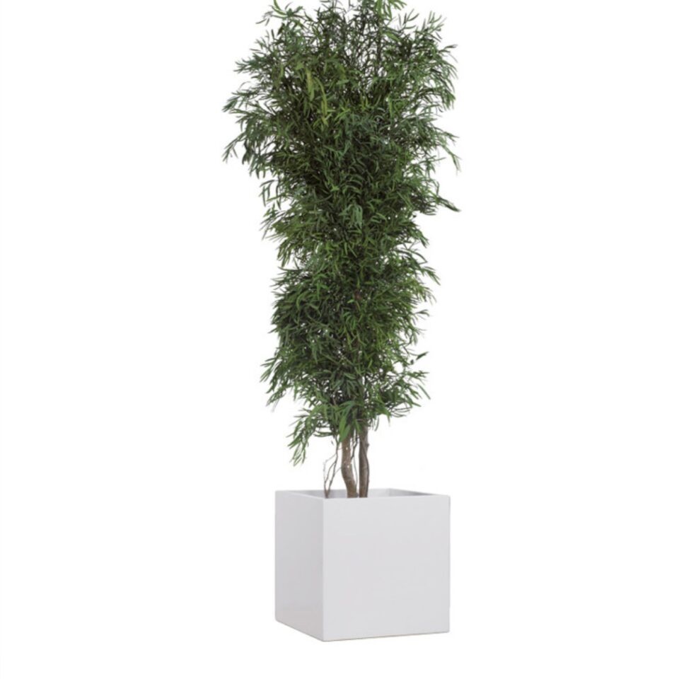 Eucalyptus Nicoly Stabilisé – Vert