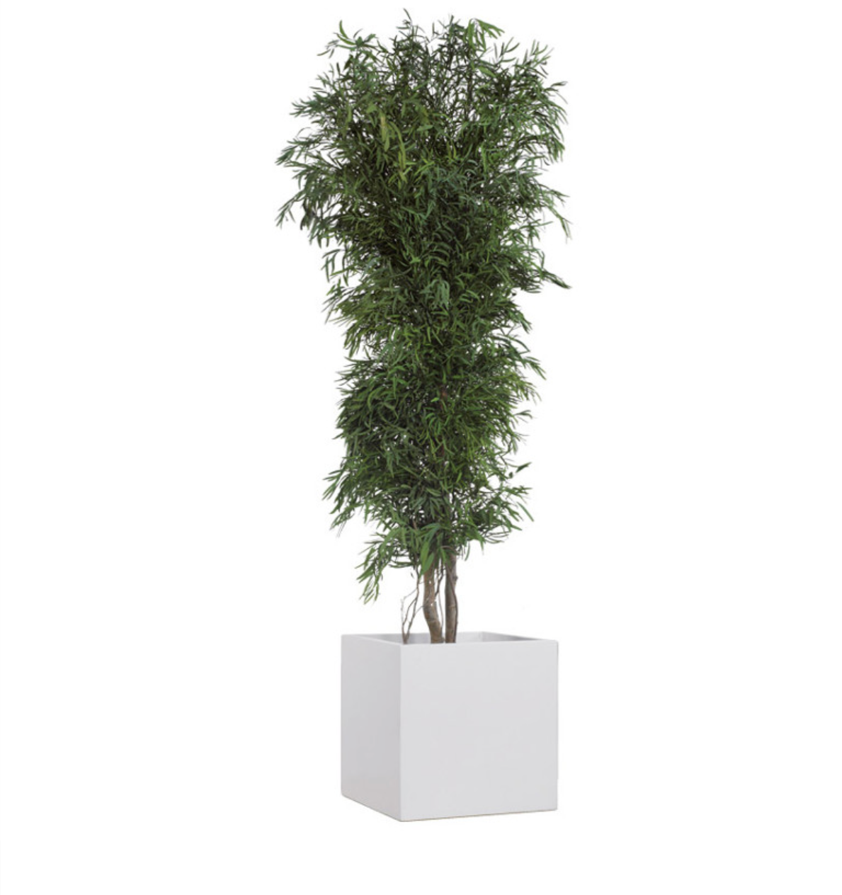 Eucalyptus Nicoly vert