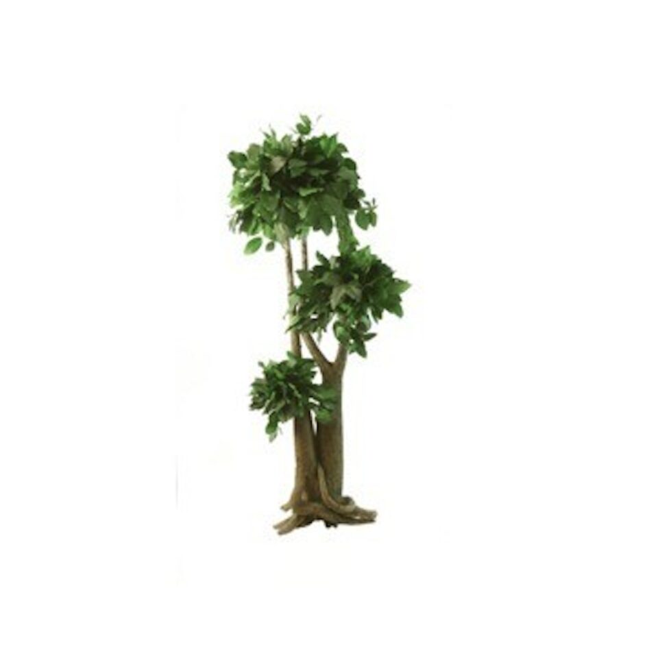 Arbre Bonsaï Salal Stabilisé