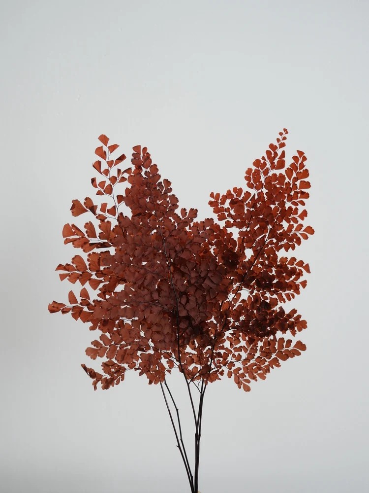 Fougère lutti rouge stabilisée