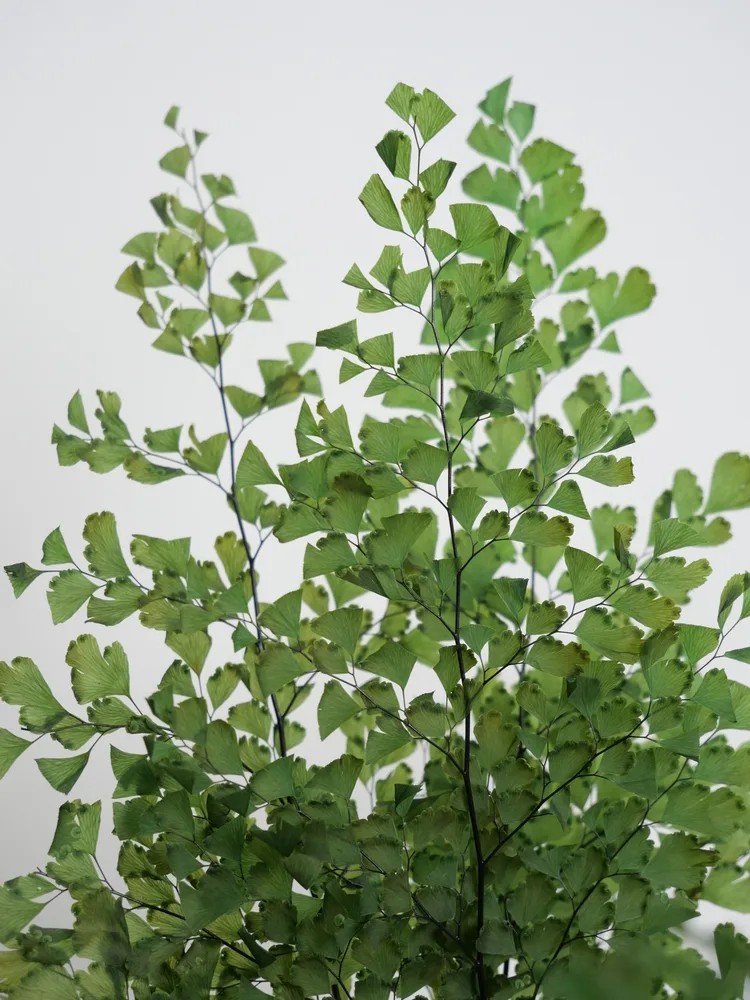 Fougère lutti vert stabilisée détails