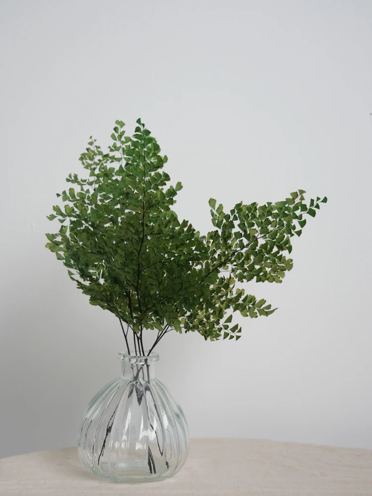 Fougère lutti vert stabilisée décoration intérieure
