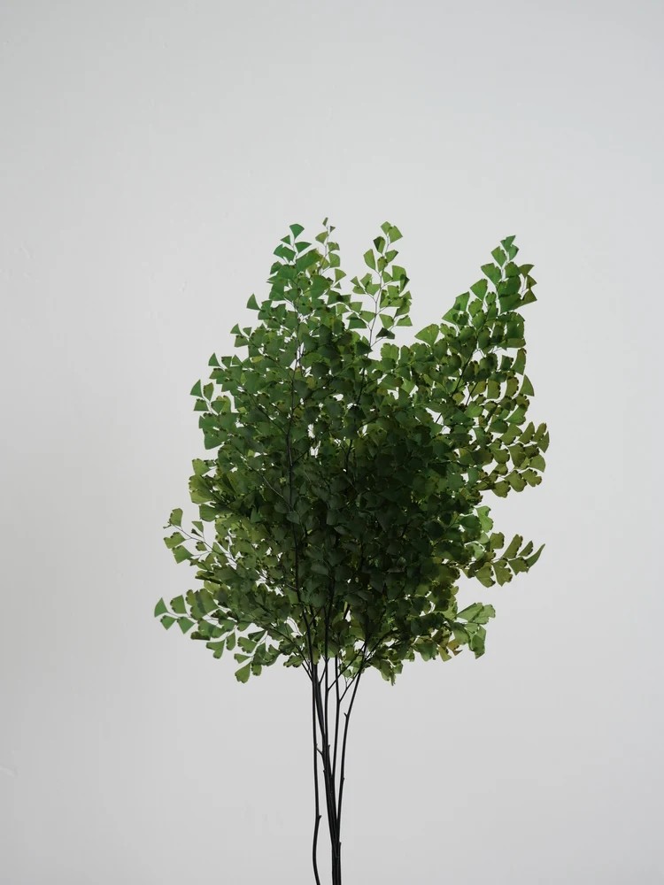 Fougère lutti vert stabilisée