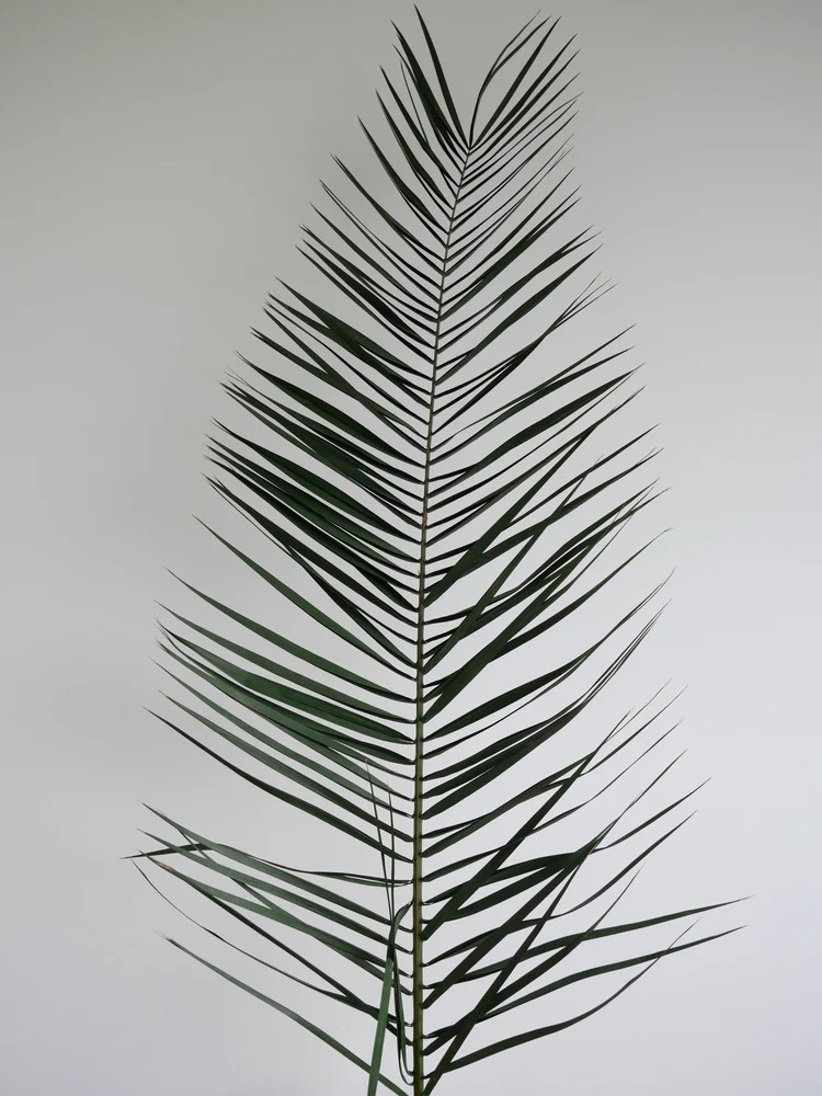 Palme de phoenix stabilisée feuillage stabilisé