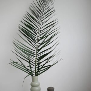 Palme de phoenix stabilisée dans pot