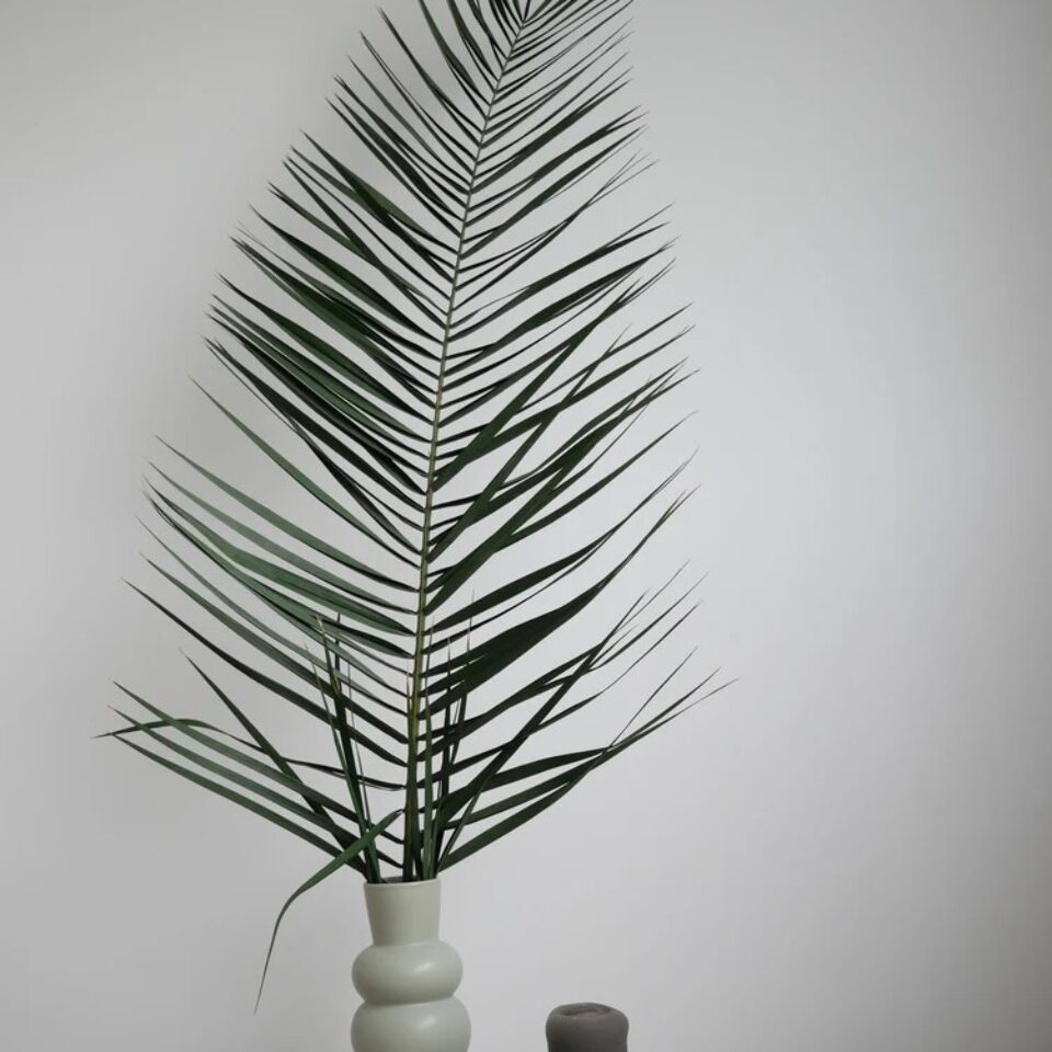 Palme de Phoenix Stabilisée X1