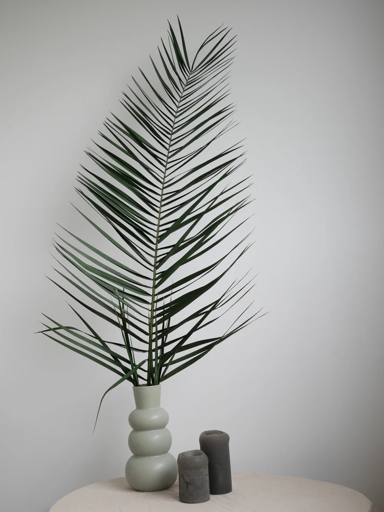 Palme de phoenix stabilisée dans pot