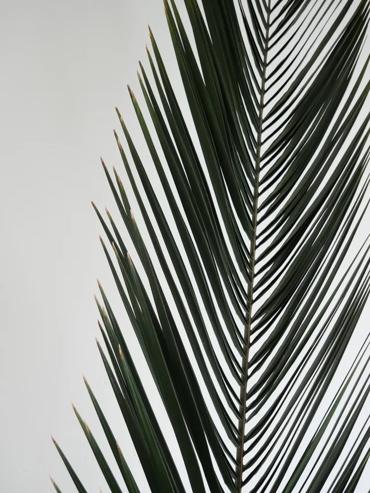 Palme de phoenix stabilisée zoom