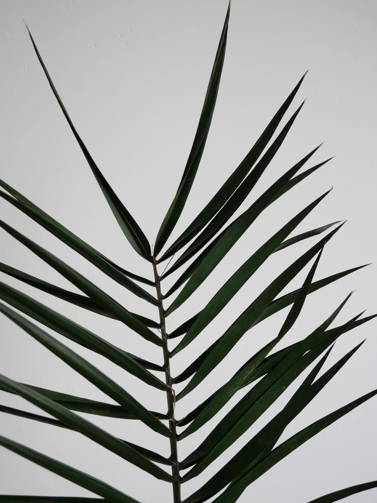 Palme de phoenix stabilisée petite