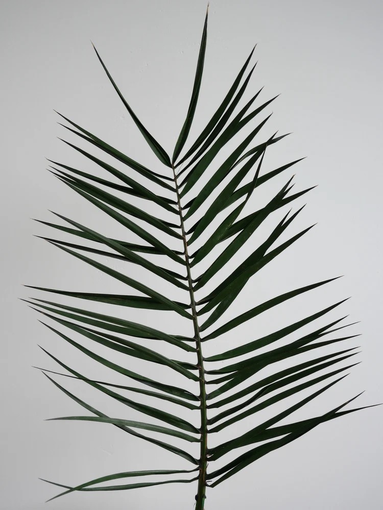 Palme de phoenix stabilisée petite taille