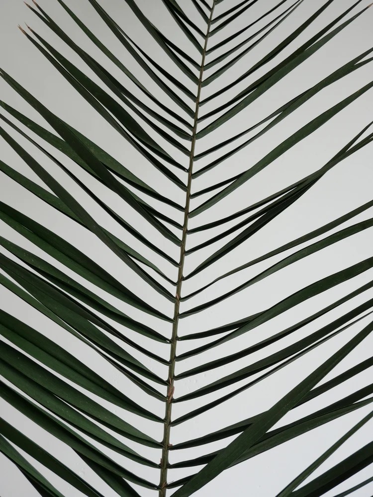 Palme de phoenix stabilisée zoom feuillage
