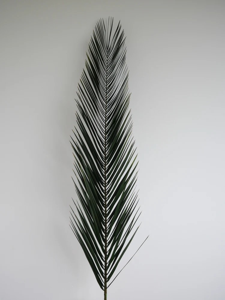 Palme de phoenix stabilisée feuillage
