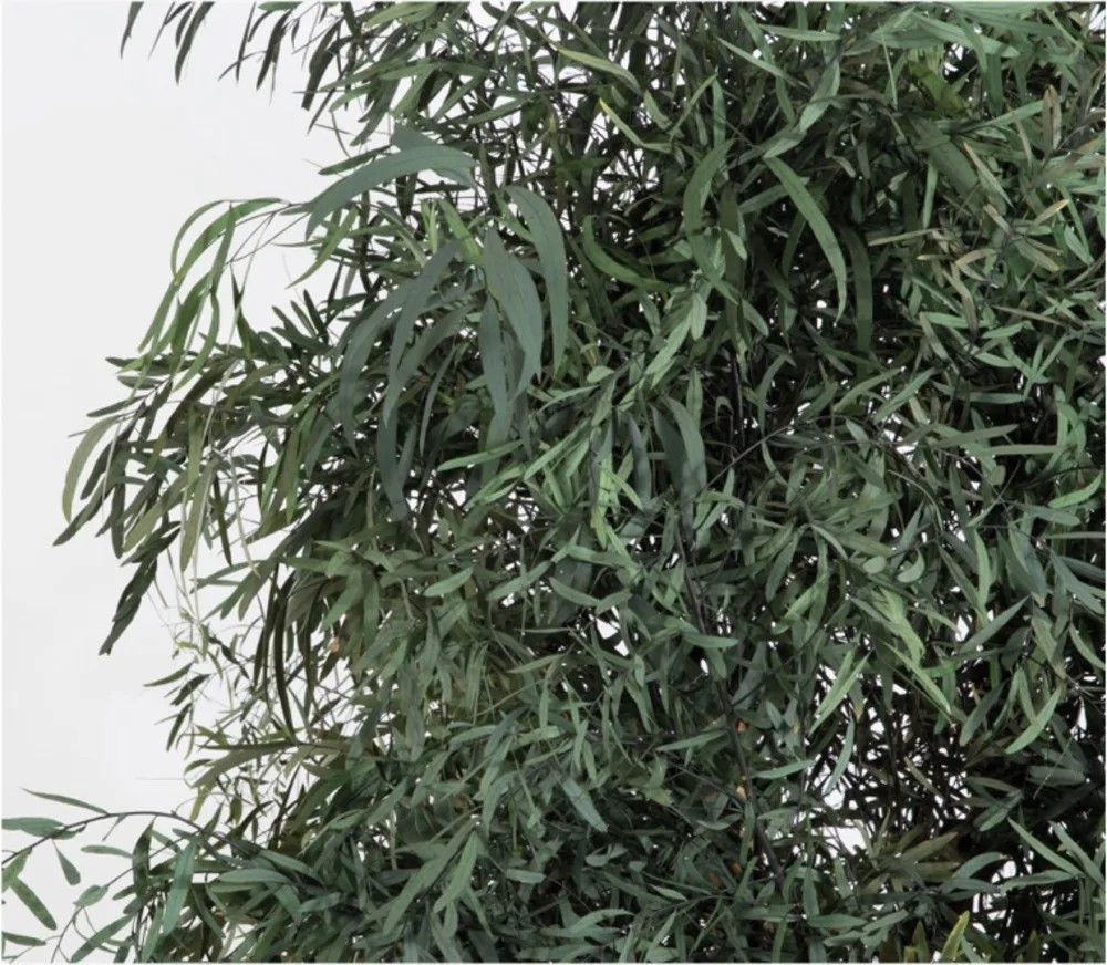 Nicoly slim stabilisé arbre