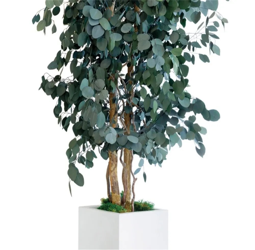 Eucalyptus stabilisé arbre détails