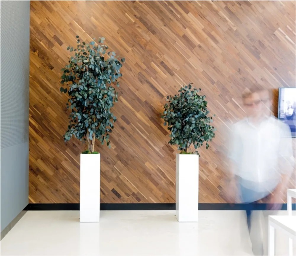 Eucalyptus populus mince bureau