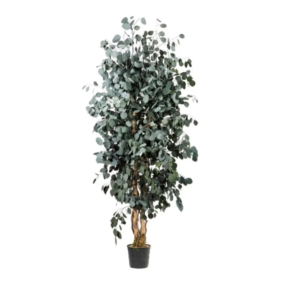 Eucalyptus Populus Slim Stabilisé – Vert