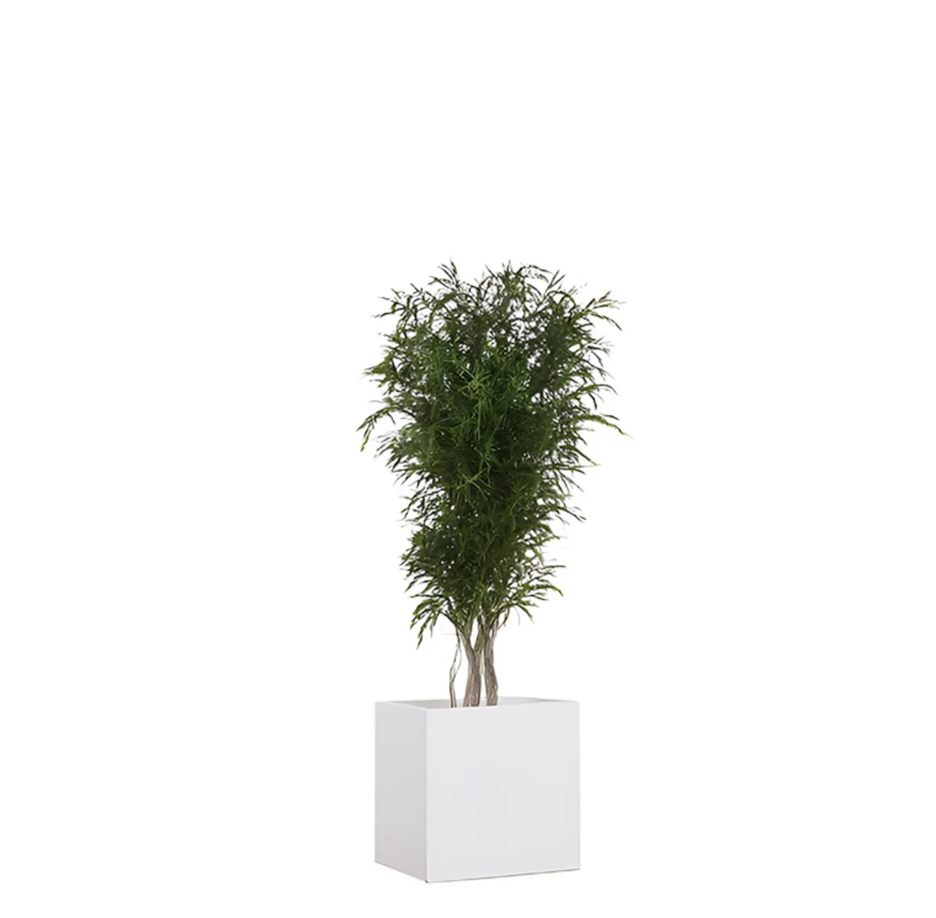 Eucalyptus Nicoly Stabilisé - Vert