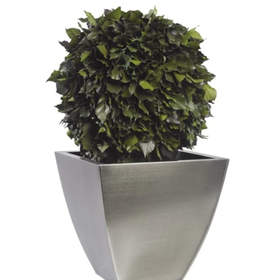 Boule de Lierre Stabilisée – Vert