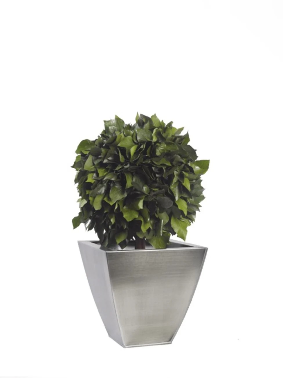 Boule de Lierre Stabilisé vert 50cm