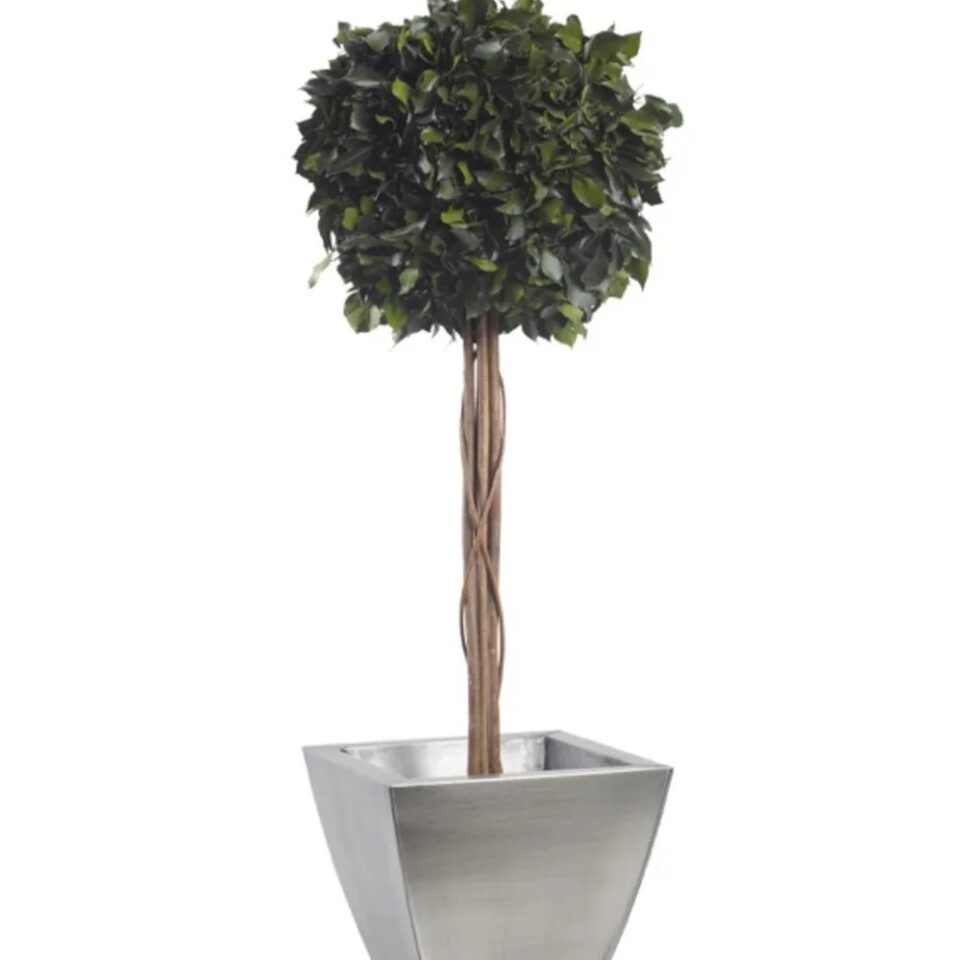 Topiaire Boule de Lierre Stabilisée – Vert