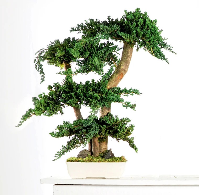 Bonsaï Juniperus Stabilisé 70cm
