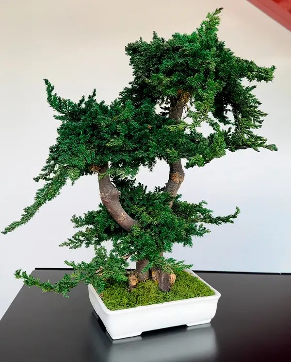 Bonsaï Juniperus Stabilisé BJU50