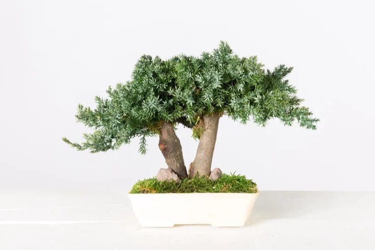 Bonsaï Juniperus Stabilisé 15cm