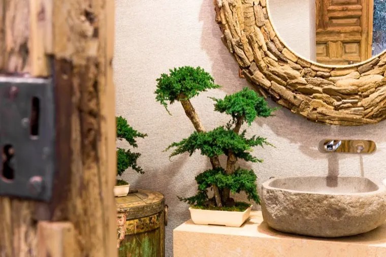 Bonsaï Juniperus Stabilisé salle de bain