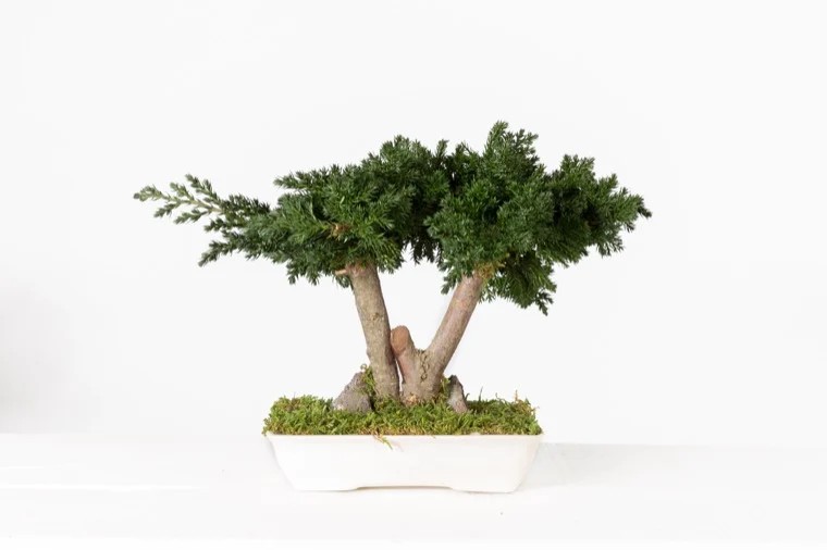 Bonsaï Juniperus Stabilisé 25cm