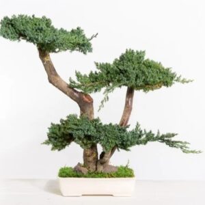 Bonsaï Juniperus Stabilisé 50cm