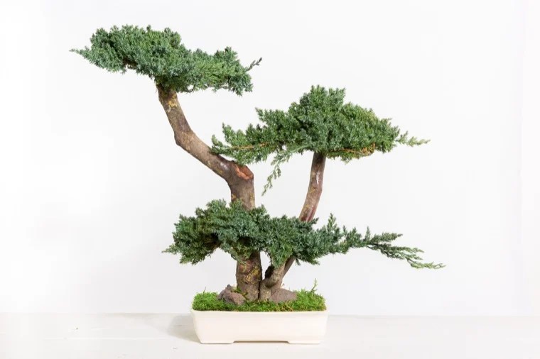 Bonsaï Juniperus Stabilisé 50cm