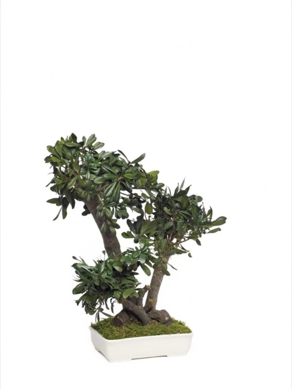 Bonsaï Pittosporum vert 50cm