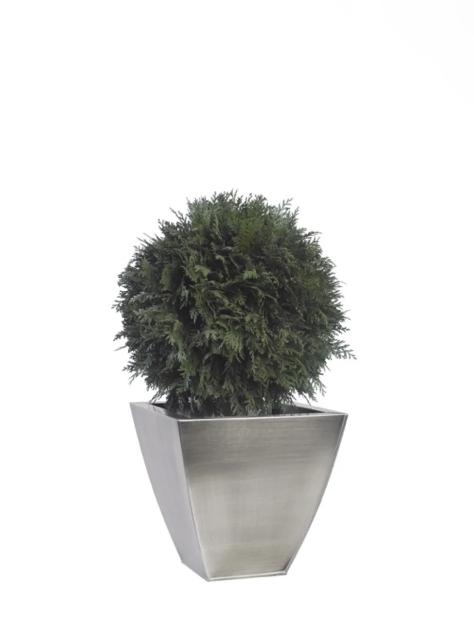 Boule de Thuya stabilisée 50cm