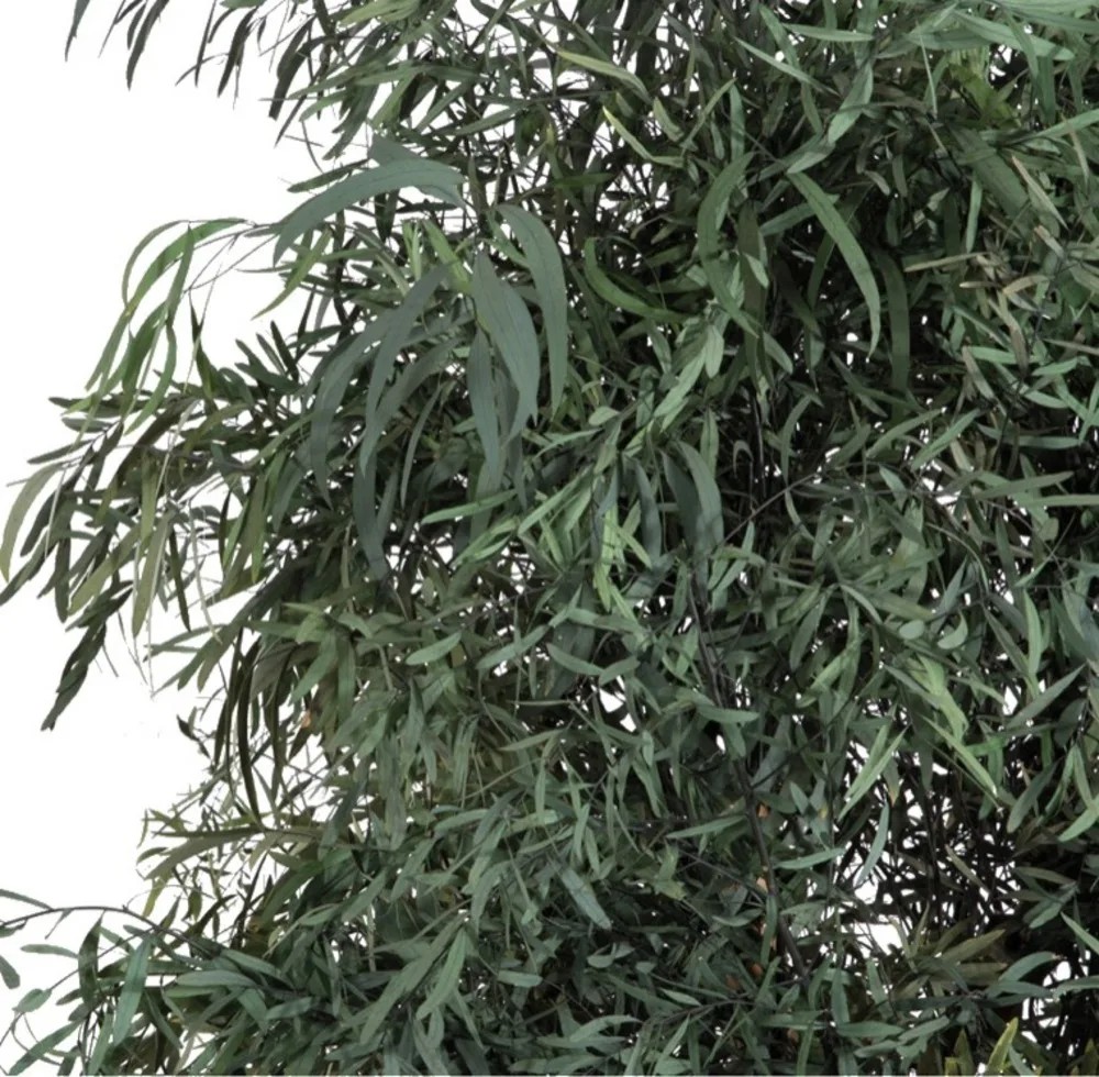 Eucalyptus Nicoly stabilisé détails