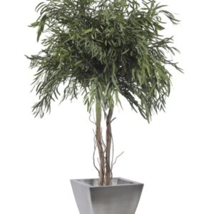 Eucalyptus Nicoly stabilisé 130cm