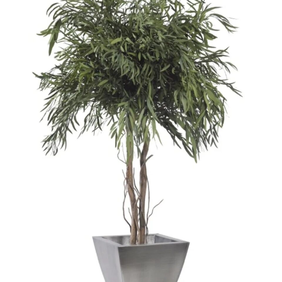 Eucalyptus Nicoly Stabilisé sur Tige – Vert