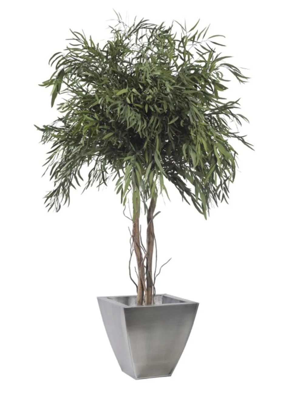 Eucalyptus Nicoly stabilisé 130cm