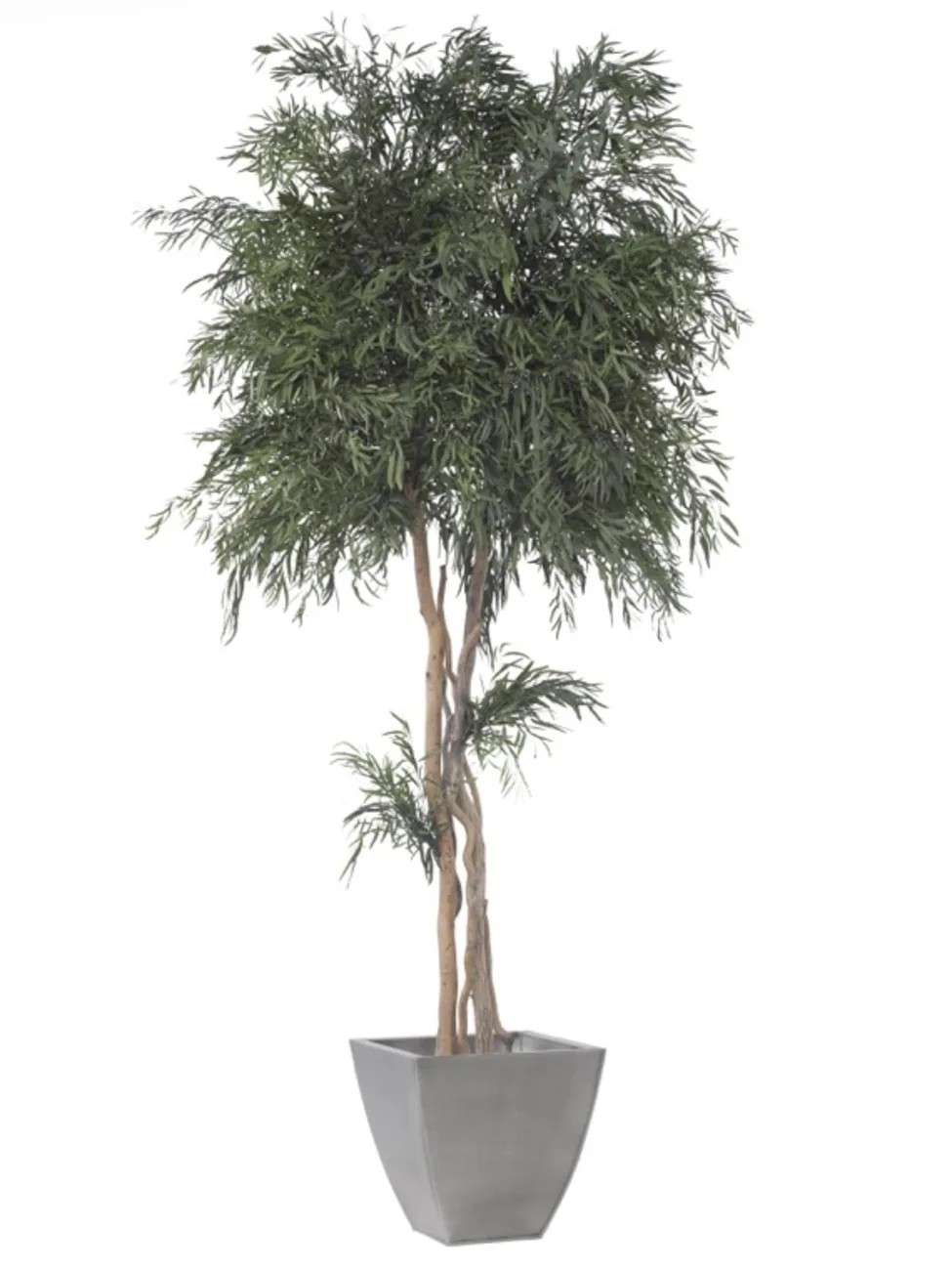 Eucalyptus Nicoly stabilisé 240cm