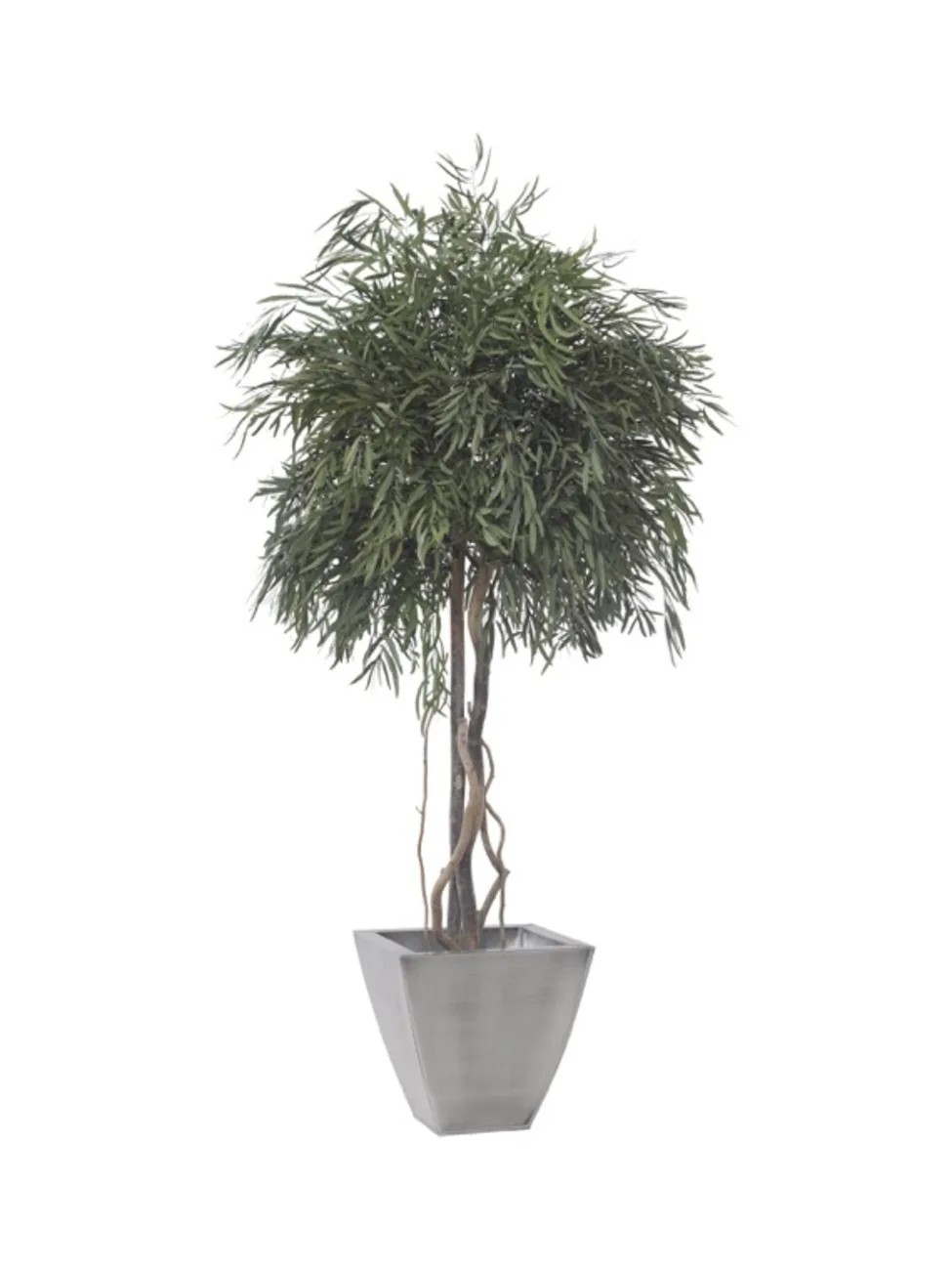 Eucalyptus Nicoly stabilisé 200cm