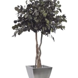 Eucalyptus populus vert sur tige 130cm