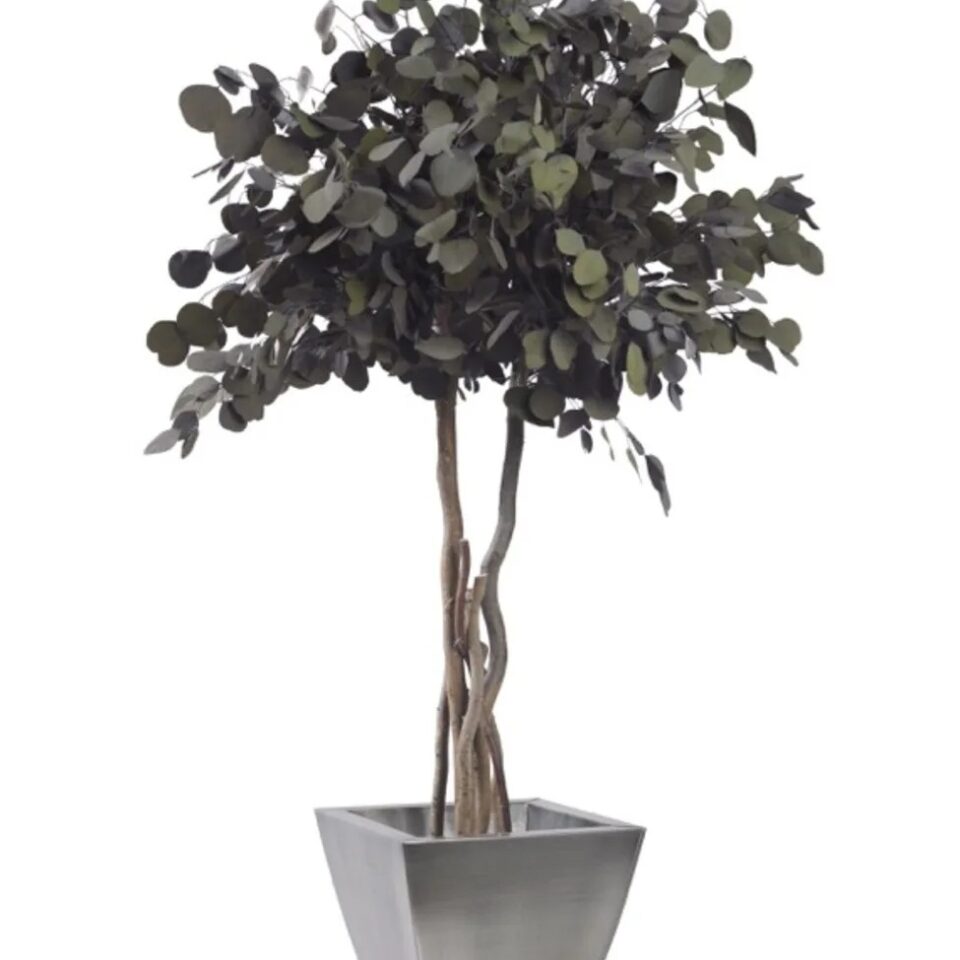 Eucalyptus Populus Stabilisé sur Tige – Vert