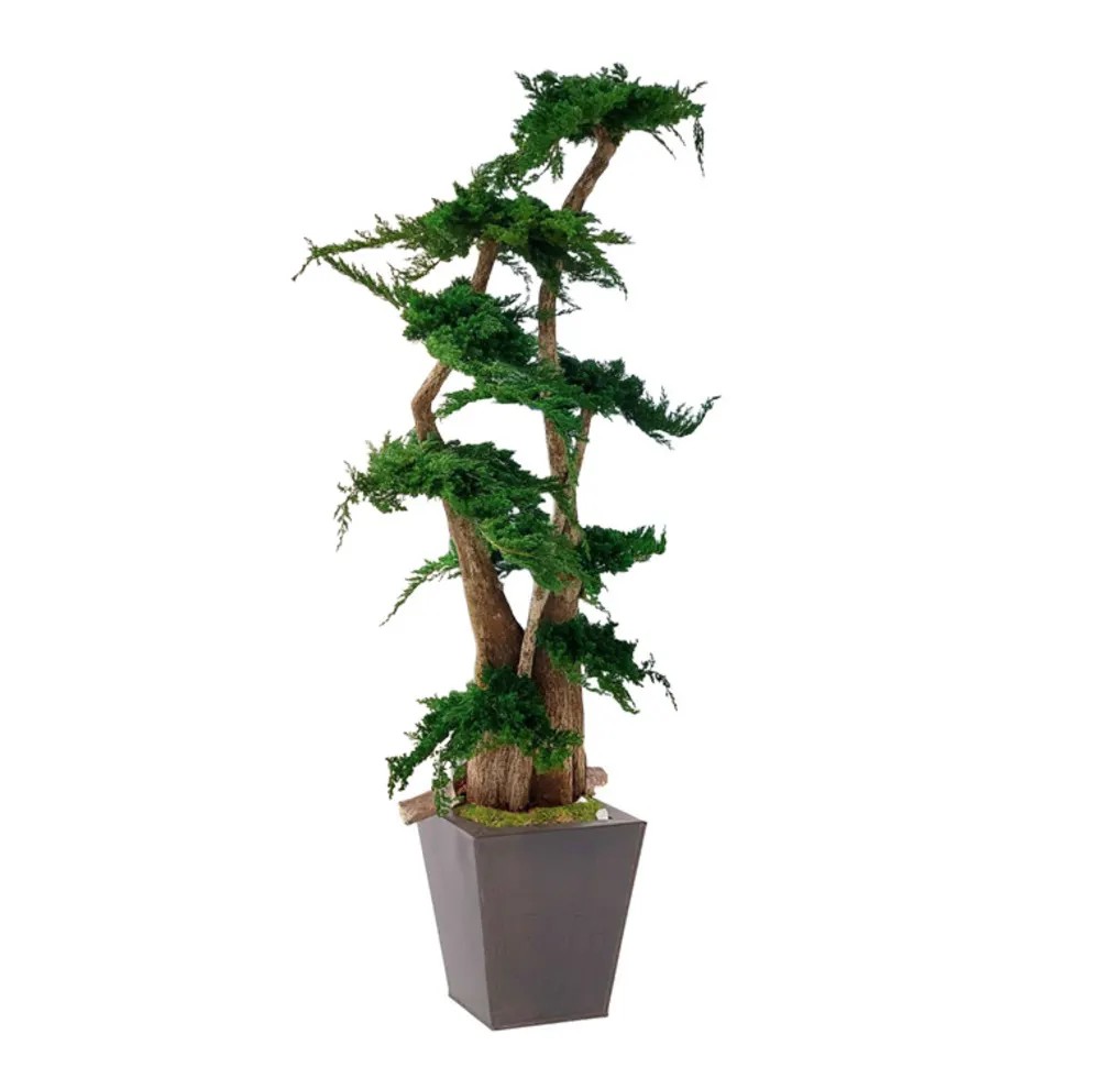 Arbre Bonsaï Juniperus stabilisé vert 190cm