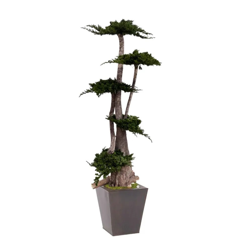Arbre Bonsaï Juniperus stabilisé vert 160cm