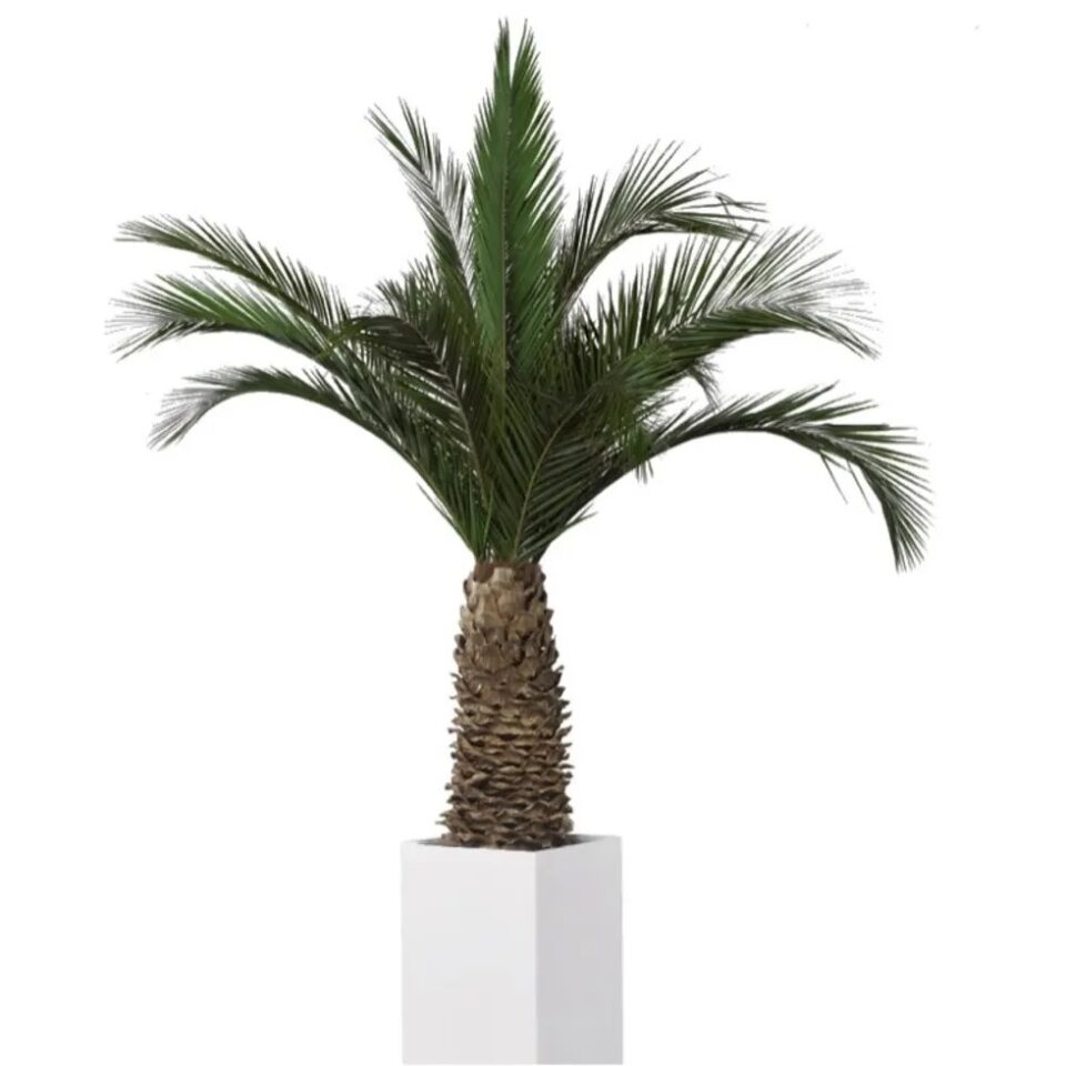 Palmier Phoenix Agave Stabilisé