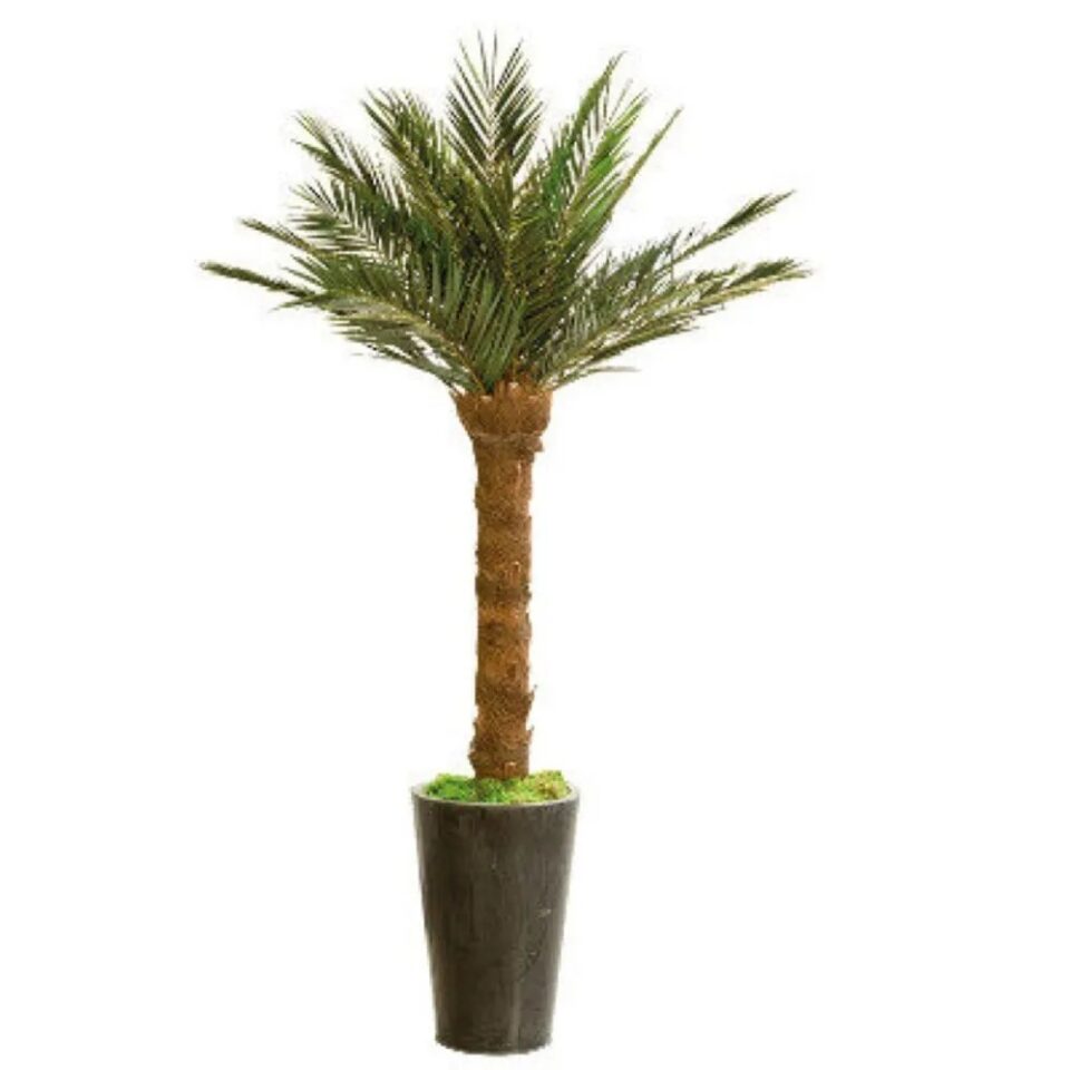 Palmier Phoenix Stabilisé