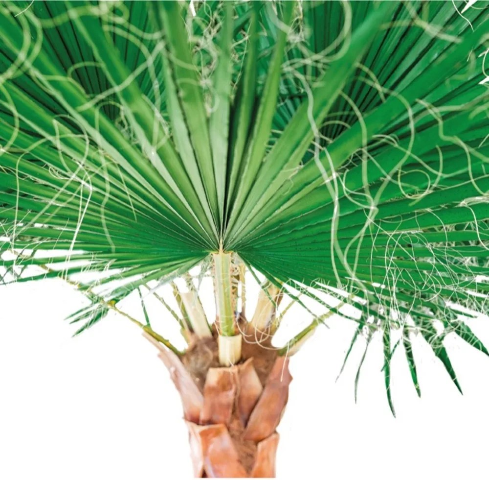 Palmier Washingtonia vert